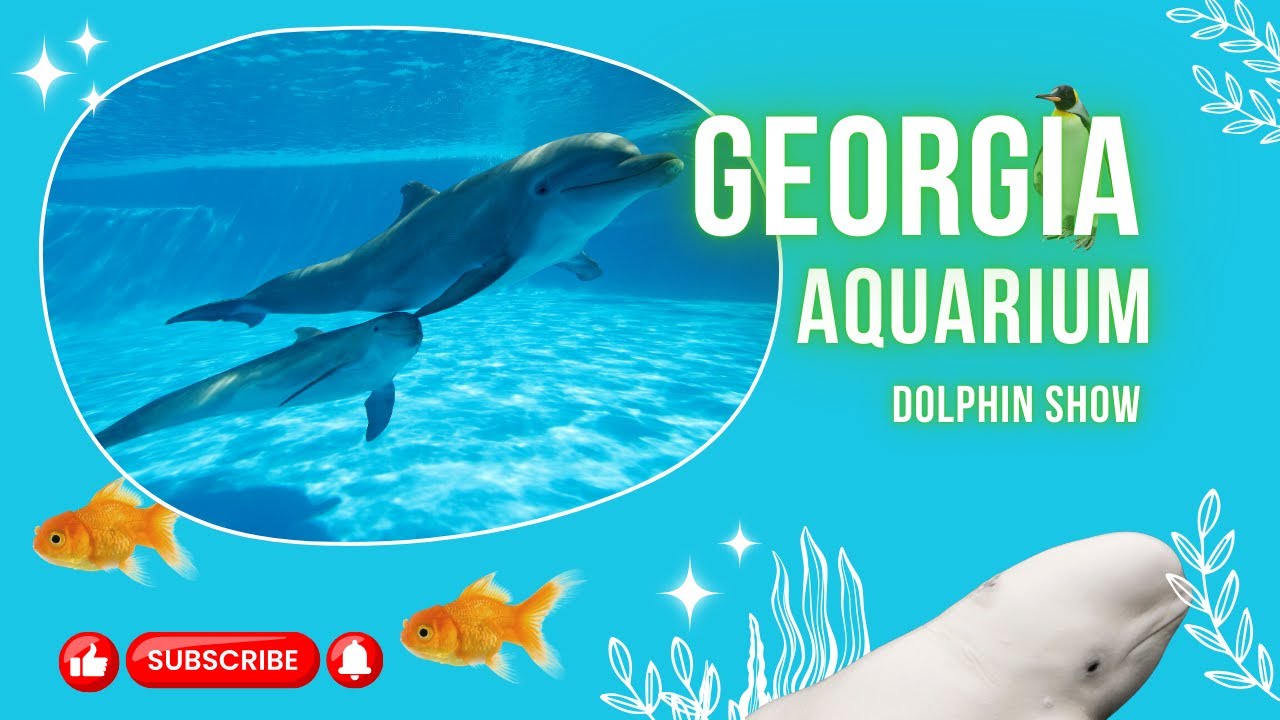 Georgia Aquarium | Dolphin Show | #dolphins