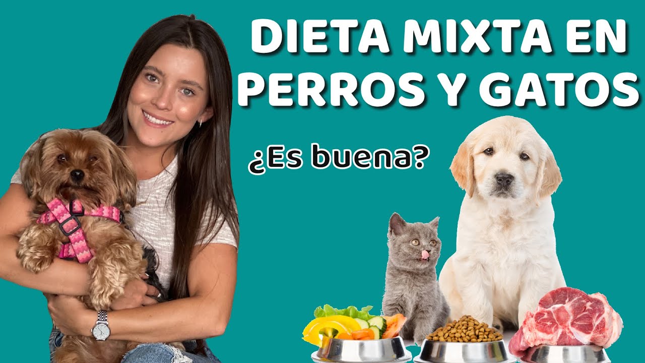 ALIMENTACI&Oacute;N MIXTA EN PERROS Y GATOS - Qu&eacute; es y recomendaciones - Lauvet