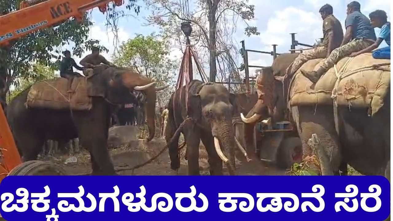 ಚಿಕ್ಕಮಗಳೂರು ಕಾಡಾನೆ ಸೆರೆ | elephant videos | wild elephant capture video