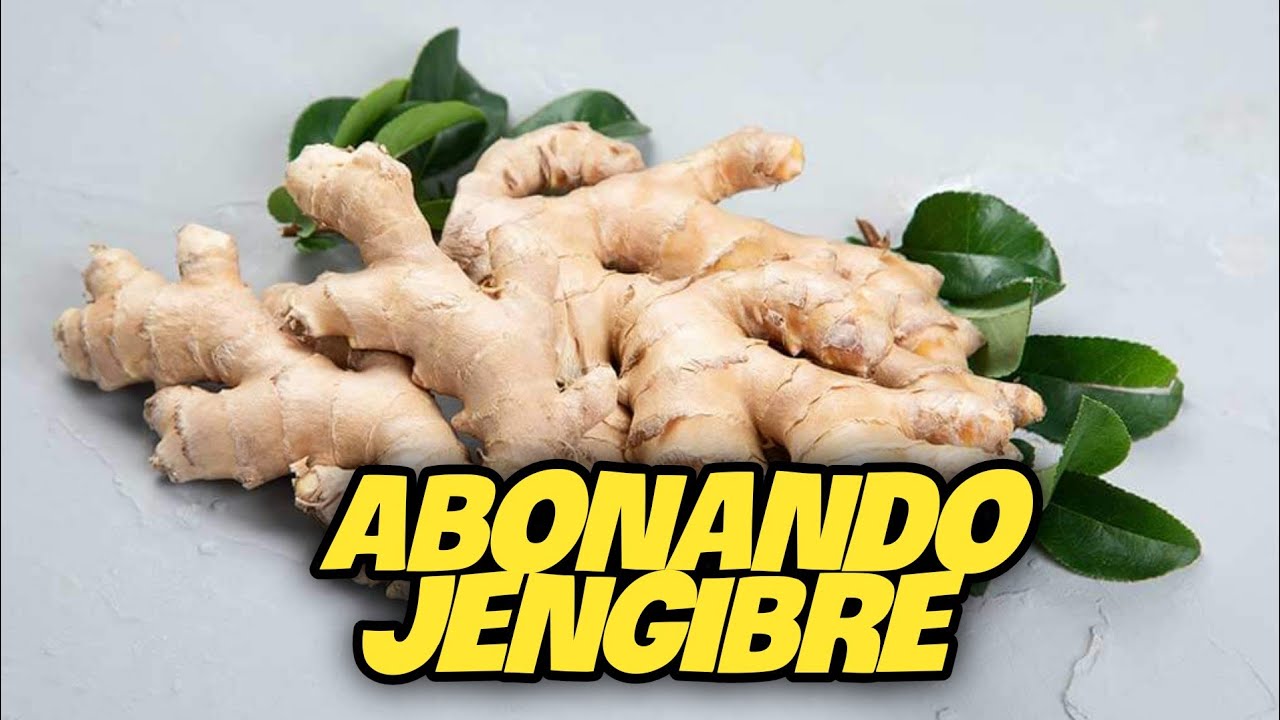 Abonando Jengibre En Casa Fácil y Rápido