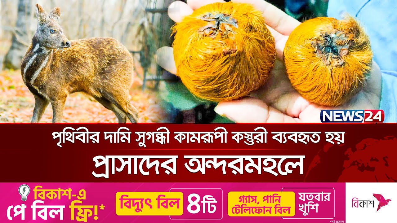 ২ হাজার হরিণ থেকে তৈরি হয় এক কেজি কস্তুরী | Musk Deer | News24