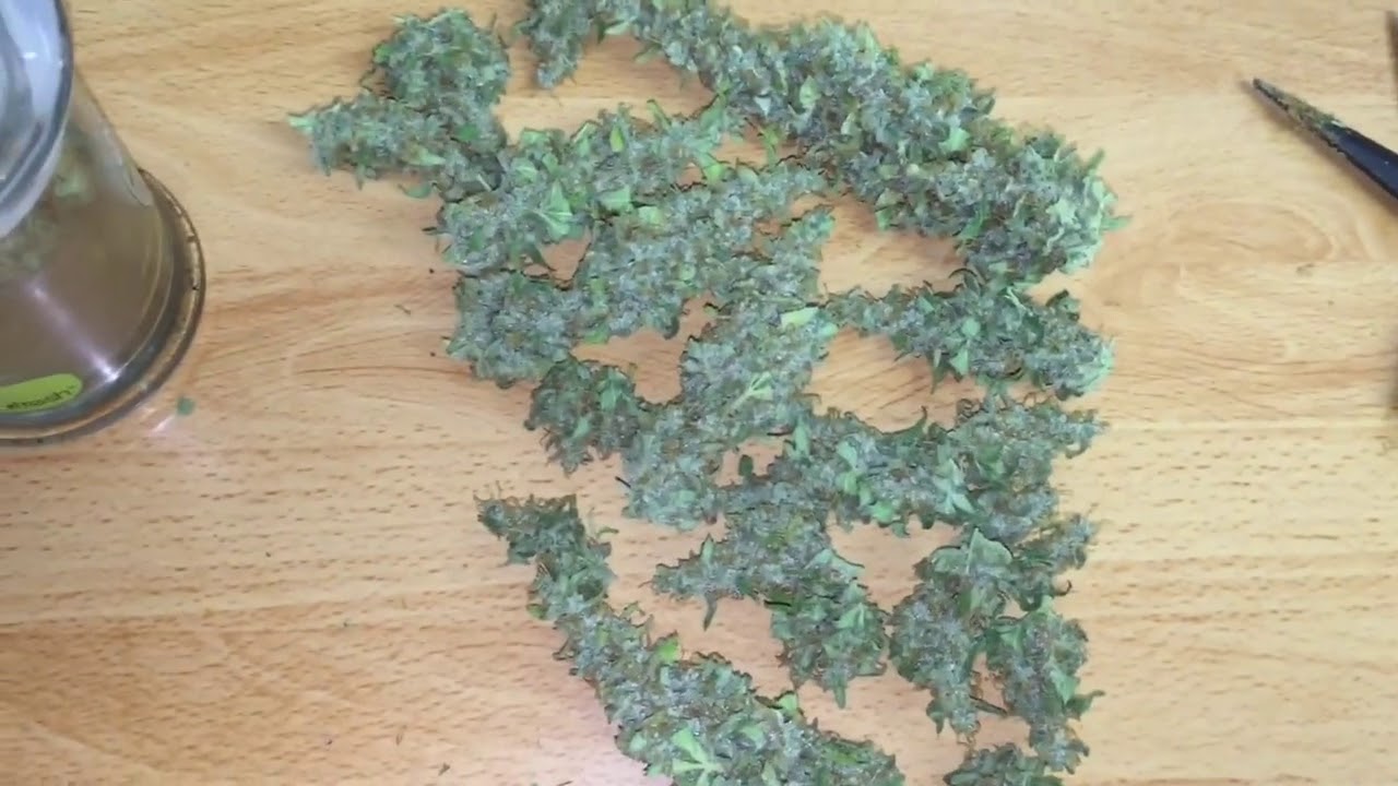 Blue Amnesia and Red Poison in the Jar w/Pigeons420