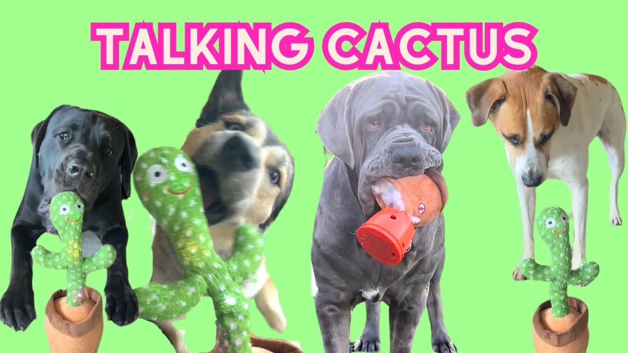 my 4 dogs reaction to a TALKING CACTUS???? 🌵😂
