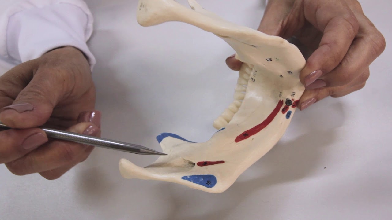 Mandíbula - Anatomia Humana [#08] | Andréa Souza