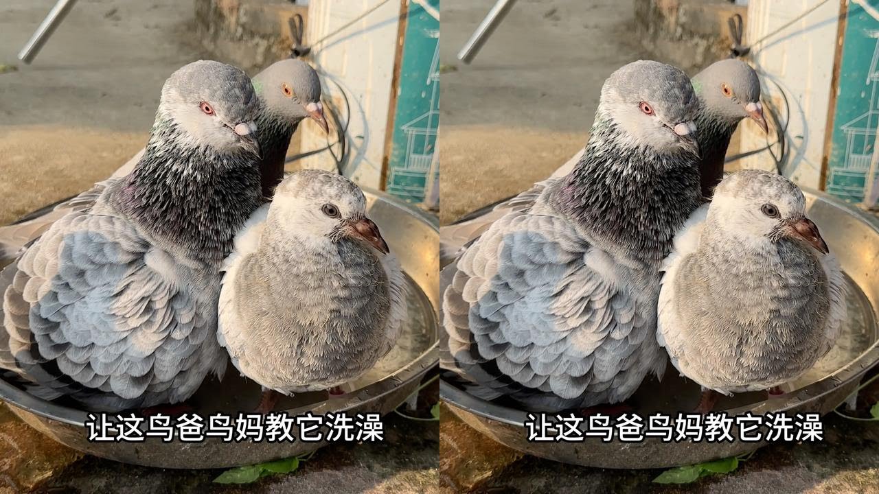 小鸽子出壳第24天，爸妈带它洗澡超温馨！