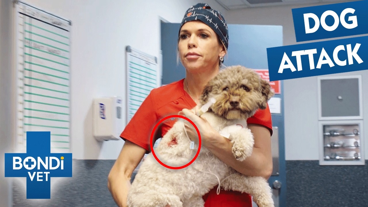 Deep Bite Could Threaten Dog's Major Organs 😭 S10 Ep 9 | Bondi Vet