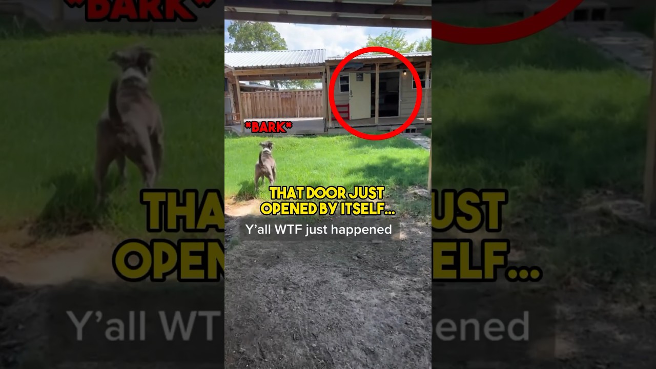 DOG Senses EVIL Presence in Shed&hellip;