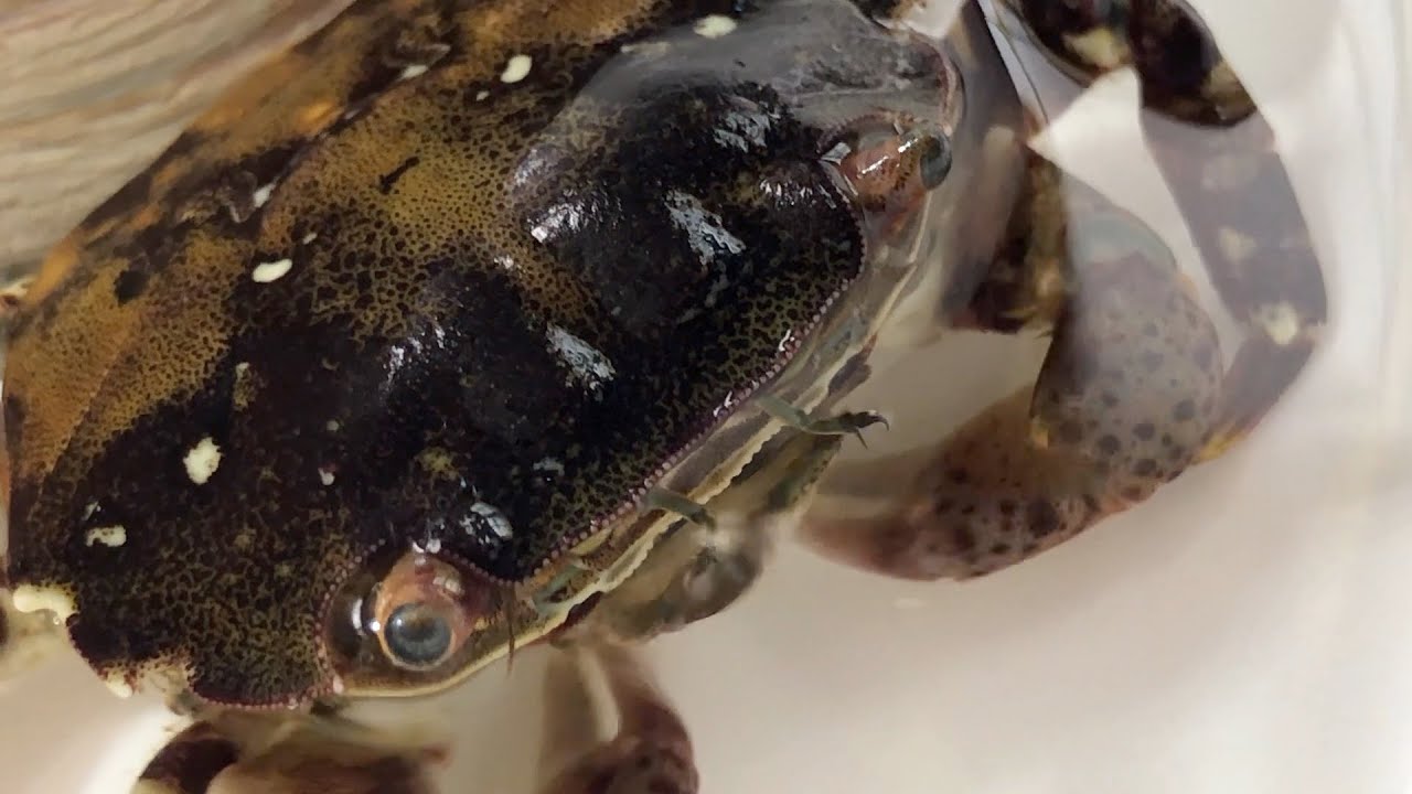 How crabs breathe - plus, invasive species alert!