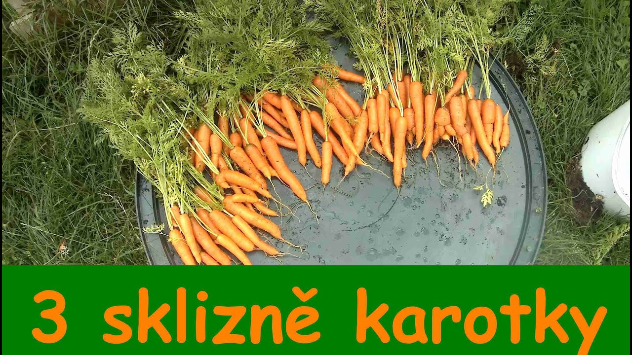 Tři sklizně karotky v nádobách