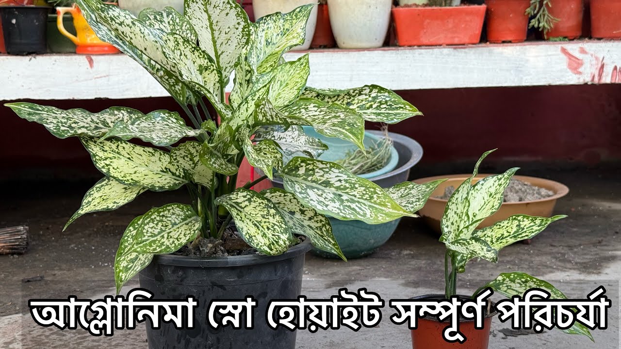 aglaonema snow White সকলে করতে পারবেন খুবই সহজ পরিচর্যা । Aglaonema Care | Indoor Plants Care | 
