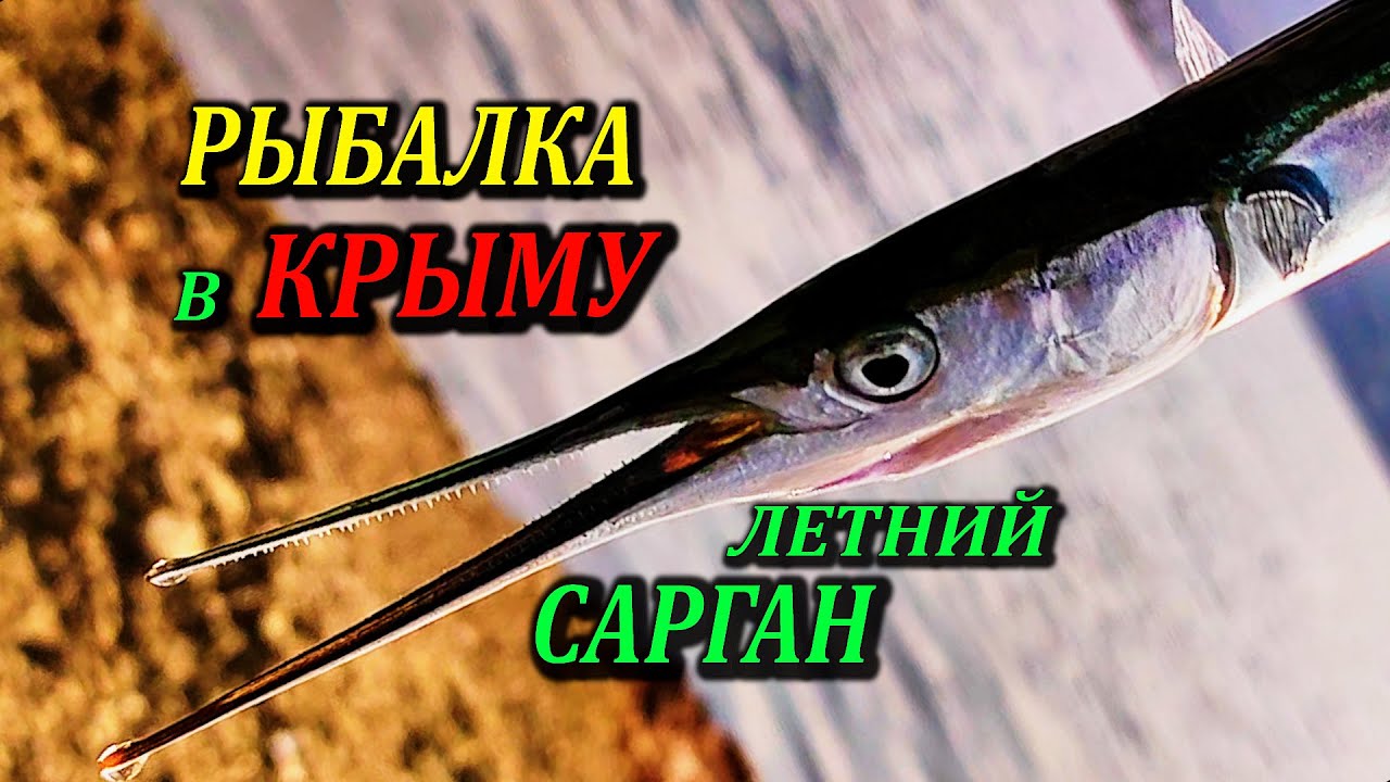🔴Морская Рыбалка. Ловля Саргана на Пилькер, в Середине Лета. Крупная Ставрида тоже проявляла интерес