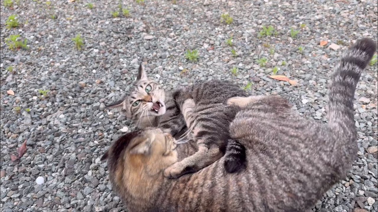 ゴールデンウィークが終わった後の猫