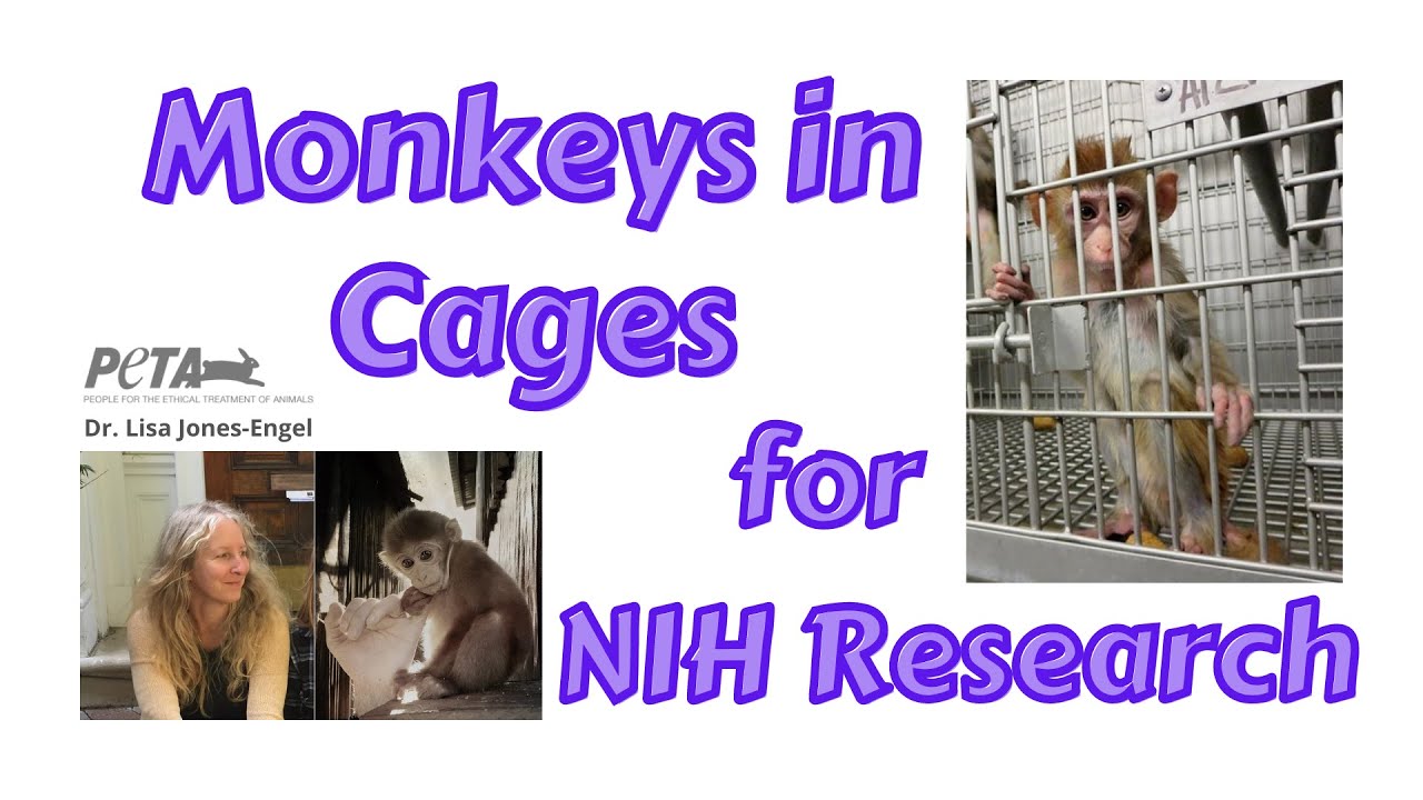 Dr. Lisa Jones-Engel || People for the Ethical Treatment of Animals