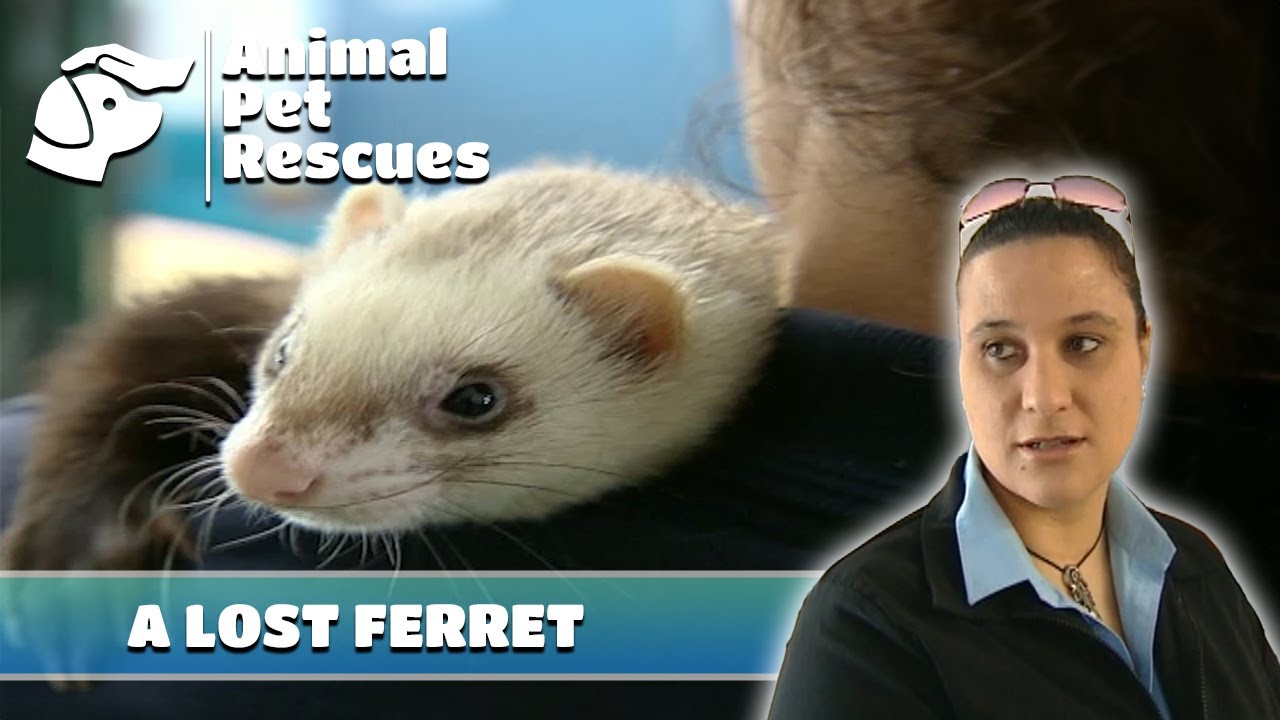 Distressing Farm Discovery, Suburban Ferret Rescue, and Pooh the Puppy Update! | Animal House