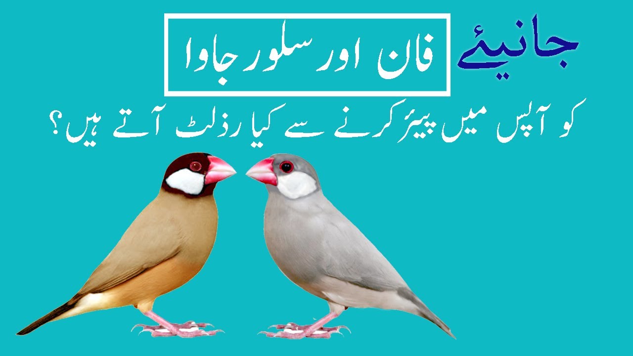 Java Sparrow Fawn & silver Pairing Results and its Cause ( Urdu Language )
