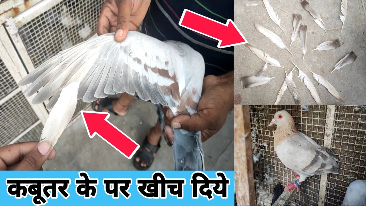 Kabootar Ke Par Kaise Laye | kabootar ke par kaise khiche