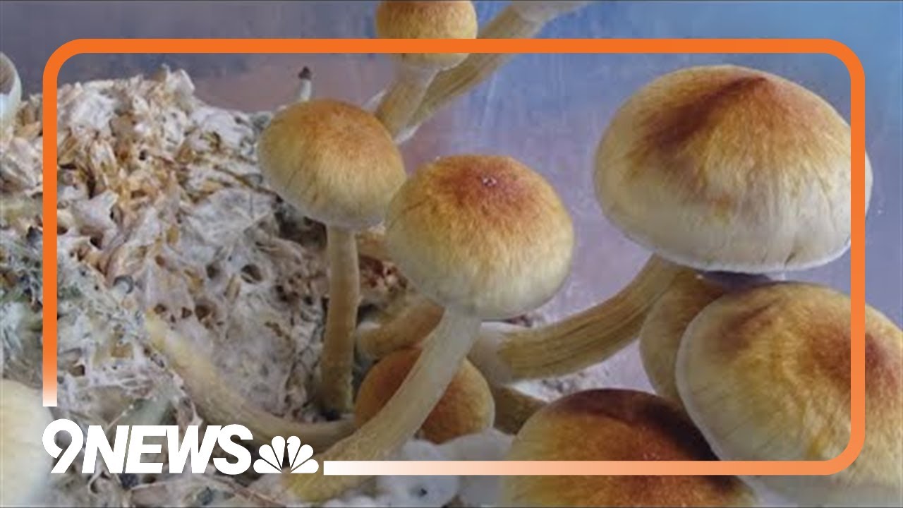 Medical expert shares insight on psilocybin