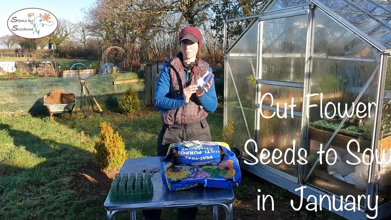 Cut Flower Seed to Sow in January// Stems by Suzanne Cut Flower Garden🌺