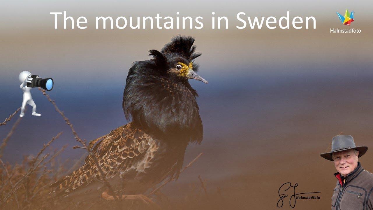 WILDLIFE PHOTOGRAPHY II Bird photography in the Swedish mountains. Nikon Z9