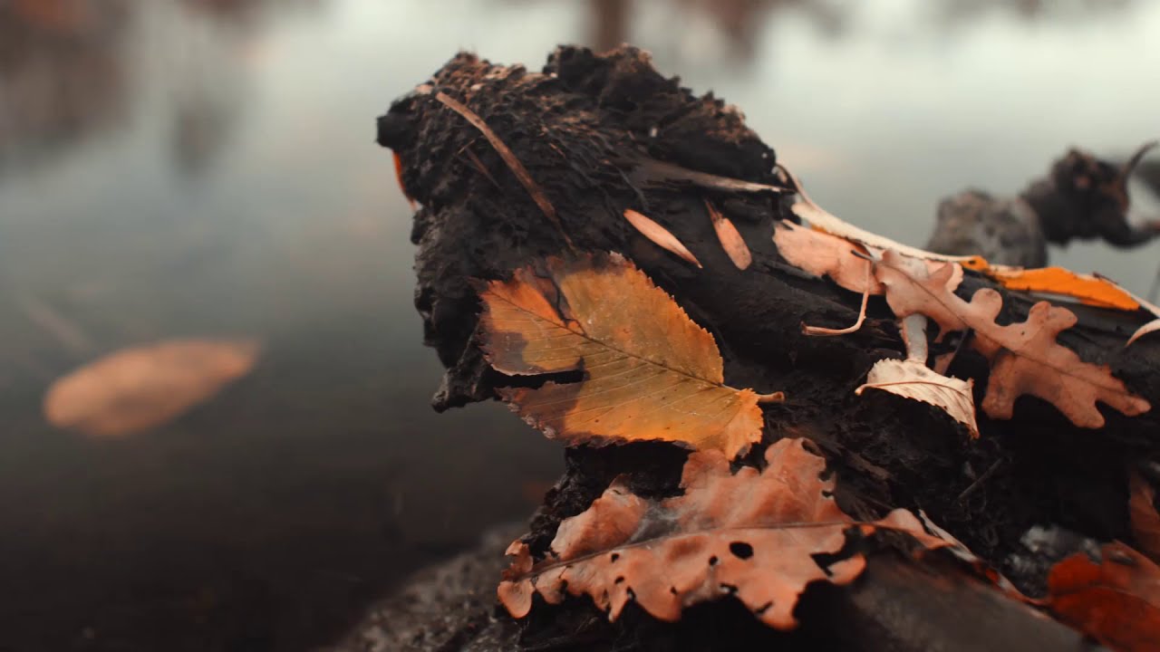 Запорожье. Осенний парк. Sony A7R ii. Мир 24Н. SLog2