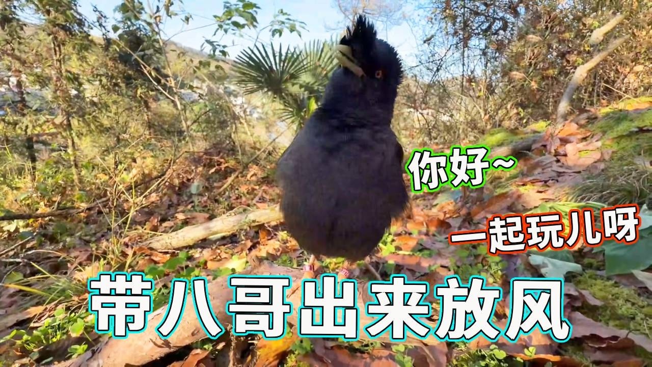 今天带八哥出来放风！真的很难不怀疑自己是不是被一只野鸡跟踪，走到哪儿都能看到它！【天下一场梦】