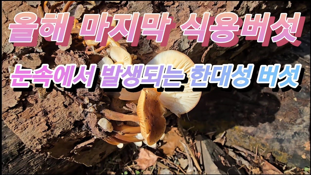 [약초]올해 마지막 식용버섯/팽나무버섯 (팽이)/눈속에서 발생 하는 한대성 버섯 