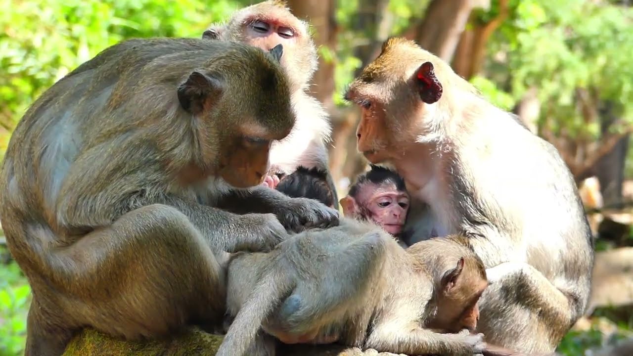 Jazzy monkey and Brithen wht ever They take child for nursing , Keep relationship