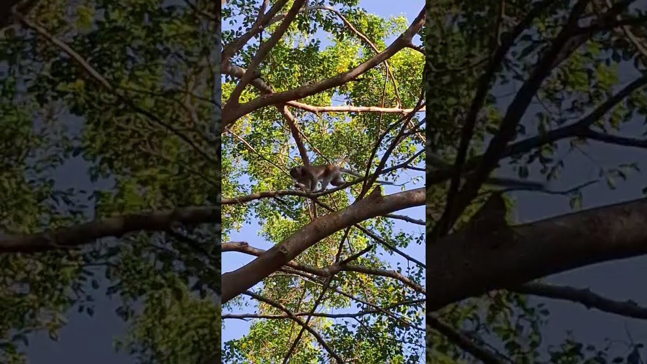 Strong and Energetic Monkey #shortvideo #infraordersimiformes #primates #simians #paraphyletic #apes