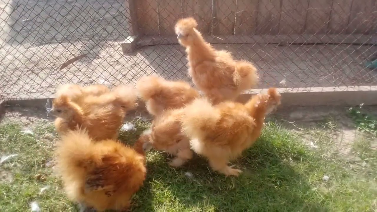 Buff silki play mouth rock hariteg chicken breeds light susex rir black minarca bentum white silki 