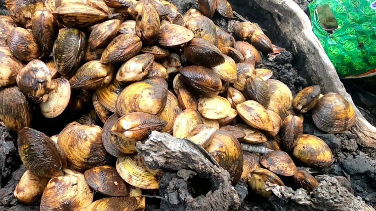 Berburu kerang bakau‼️timong‼️ketam