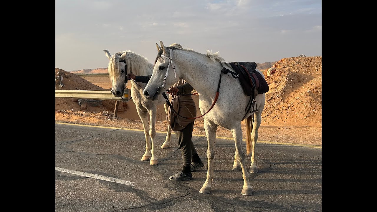 Adventure on Arabian horse in Saudi Arabia