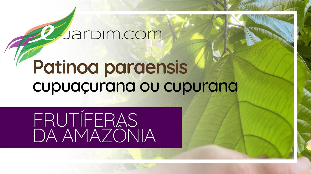Patinoa paraensis / cupuaçurana ou cupurana - Frutíferas da Amazônia | Sítio E-Jardim