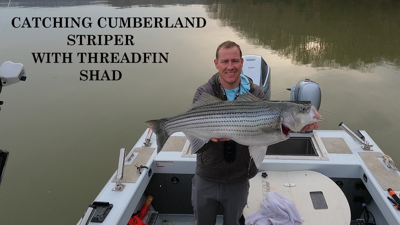 Lake Cumberland Striper, March 2025 -- From catching shad to catching a limit!