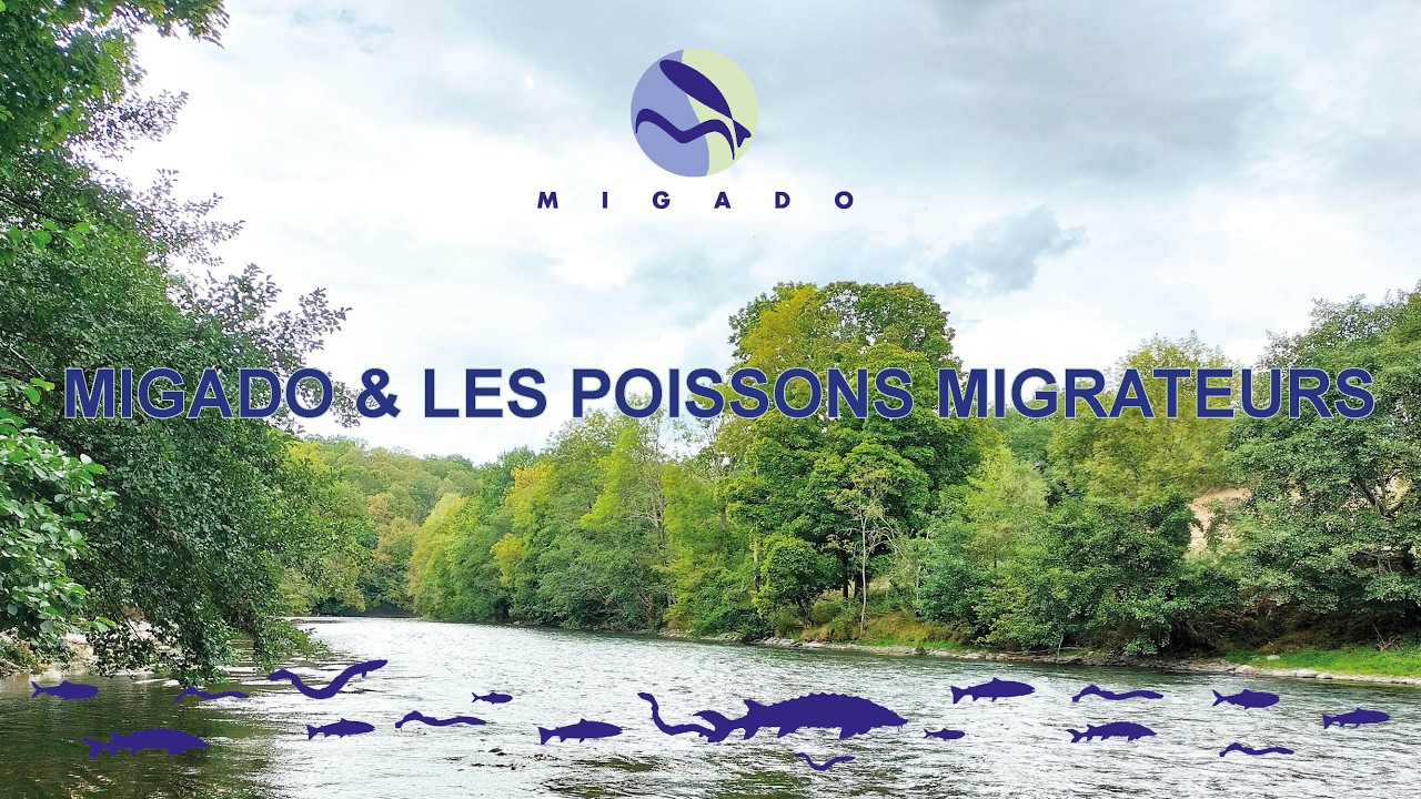 Présentation de l'association MIGADO