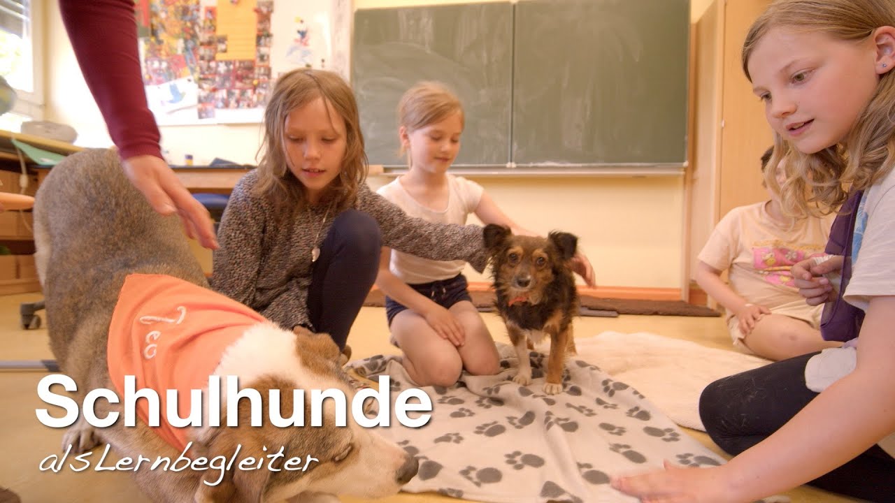 Schulhunde als Lernbegleiter
