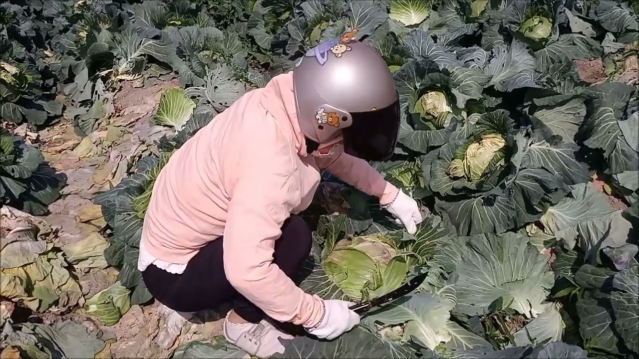花自採高麗菜