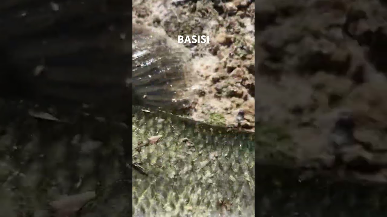 BASISI btw this is NOT my fish it&rsquo;s @DJGamingandstuff fish #fishing #basisi