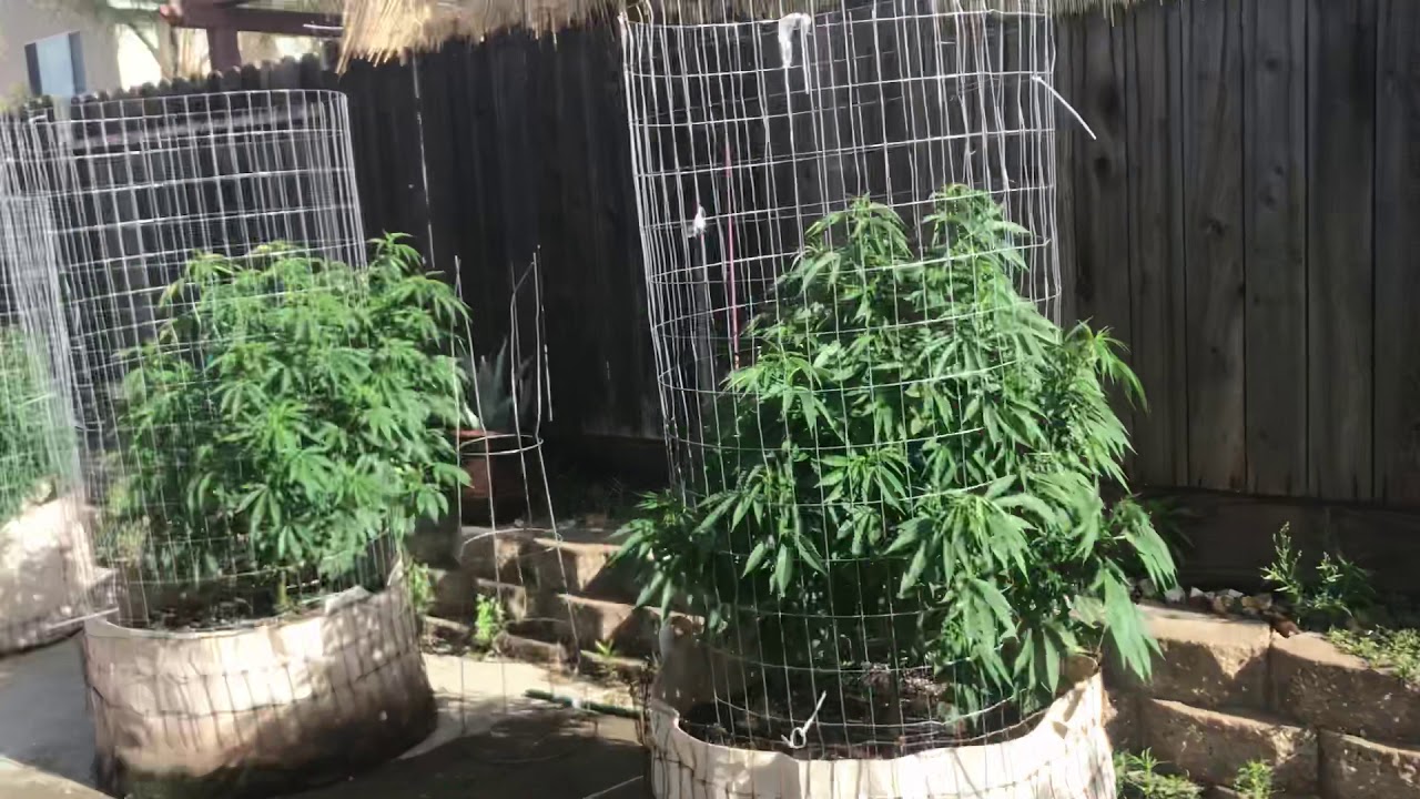 2019 Outdoor Grow