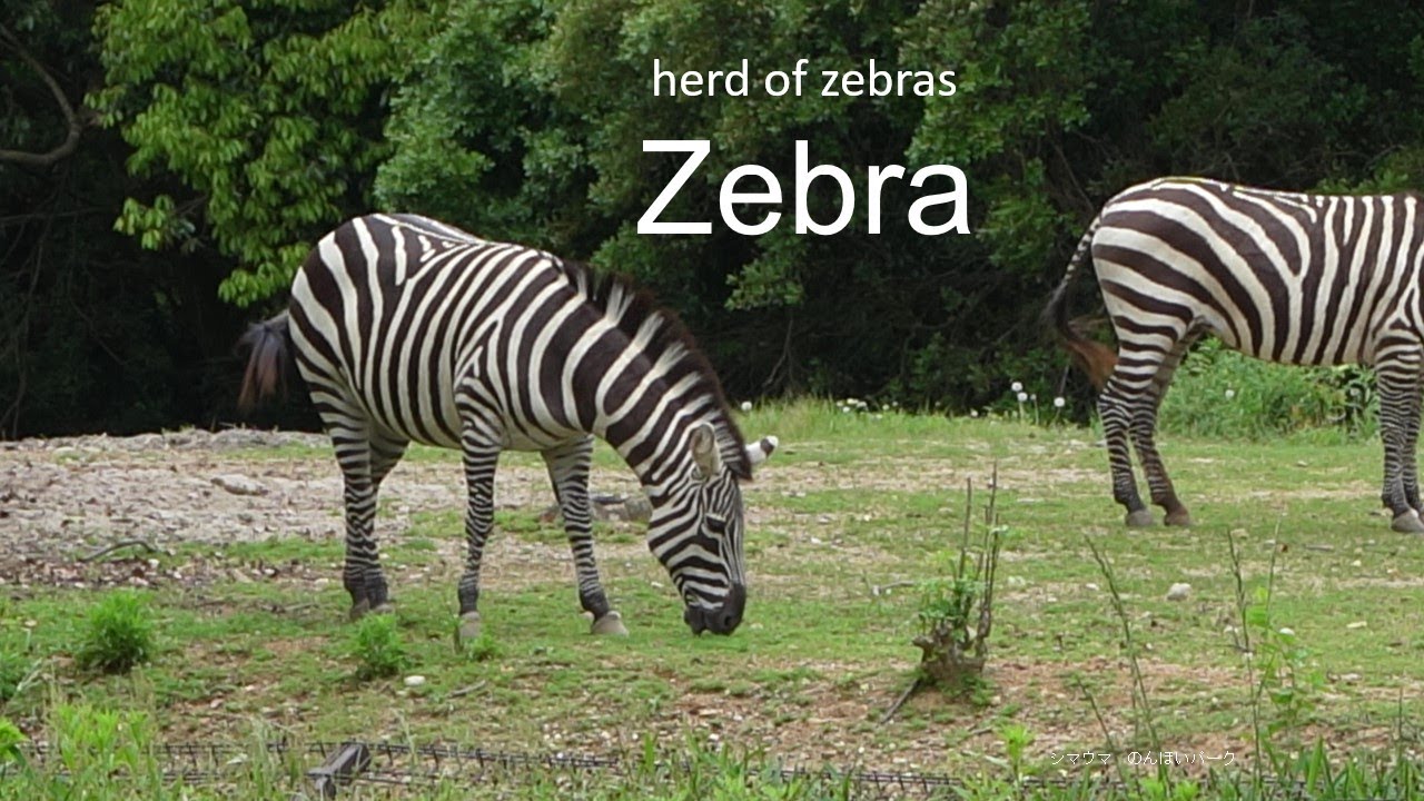 Zebra 20240430_2／Toyohashi Zoo & Botanical Park（non_hoi_park）／4K