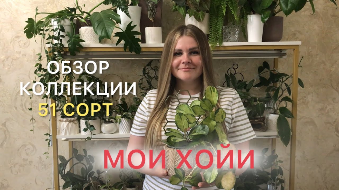 Мои ХОЙИ | Обзор коллекции #комнатныерастения 