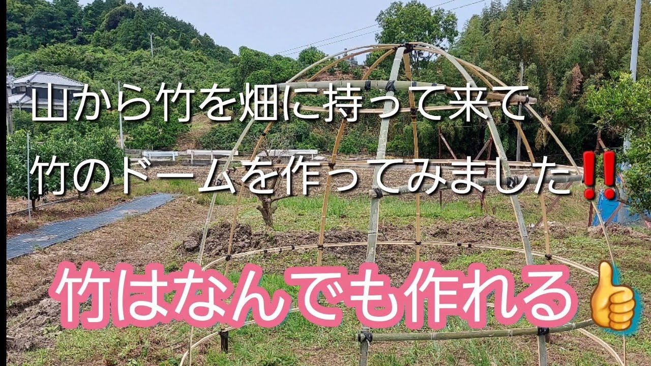 山から竹を畑に持って来て　竹のドームを作ってみました‼️　竹はなんでも作れる👍　　　　　　　　　【竹林整備】