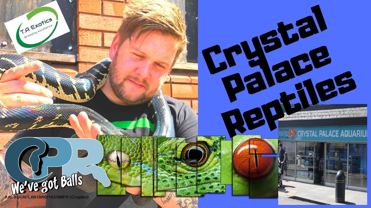 Ball Pythons with Crystal Palace Reptiles!!