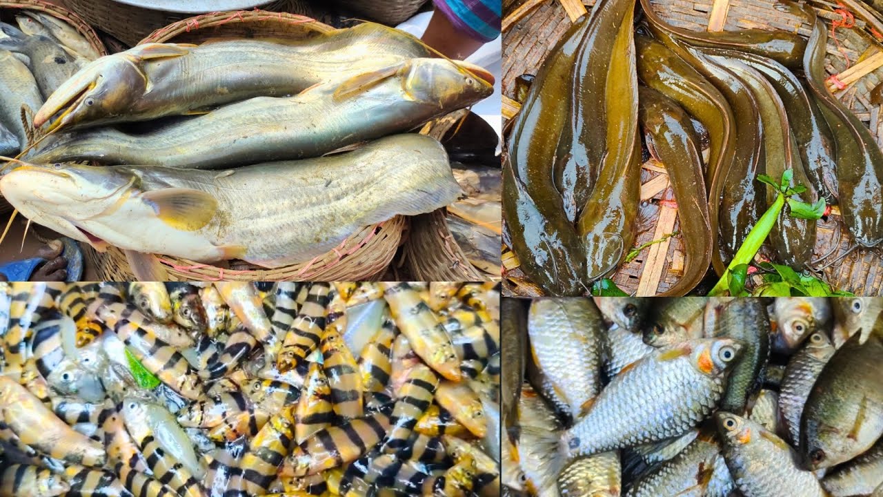 সিলেটের প্রাণকেন্দ্র বন্দরবাজার লালবাজার মাছ বাজার। Bandar bazar Lalbazar fish market, Sylhet