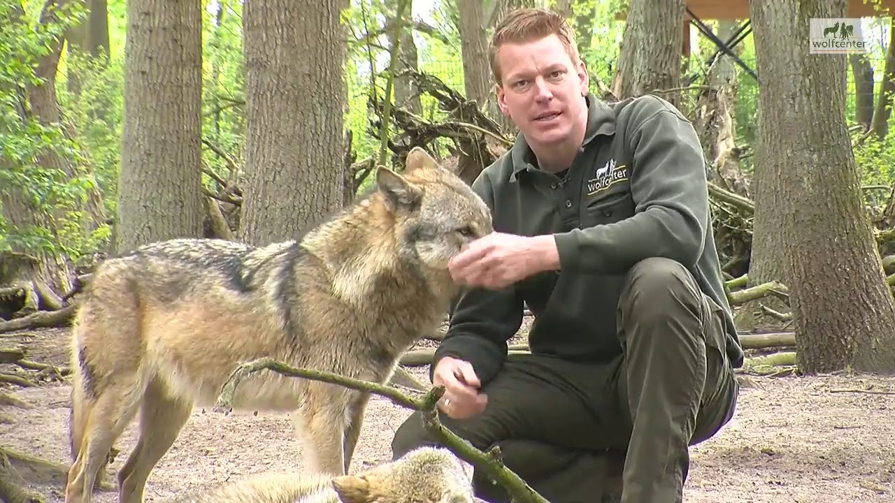 Was ist ein Wolfsrudel - Wolfsfamilie - Wolfcenter - powered by schuhplus - Schuhe in Übergrößen