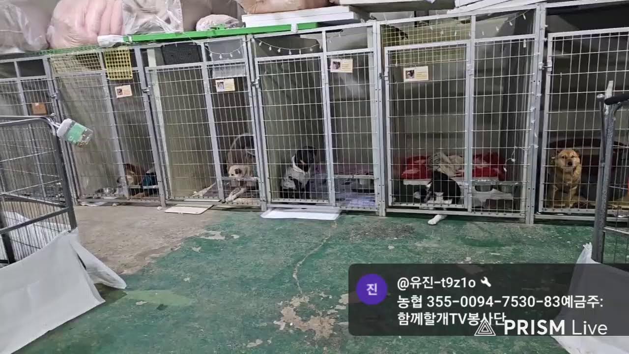 함께할개TV 봉사단 라이브 방송