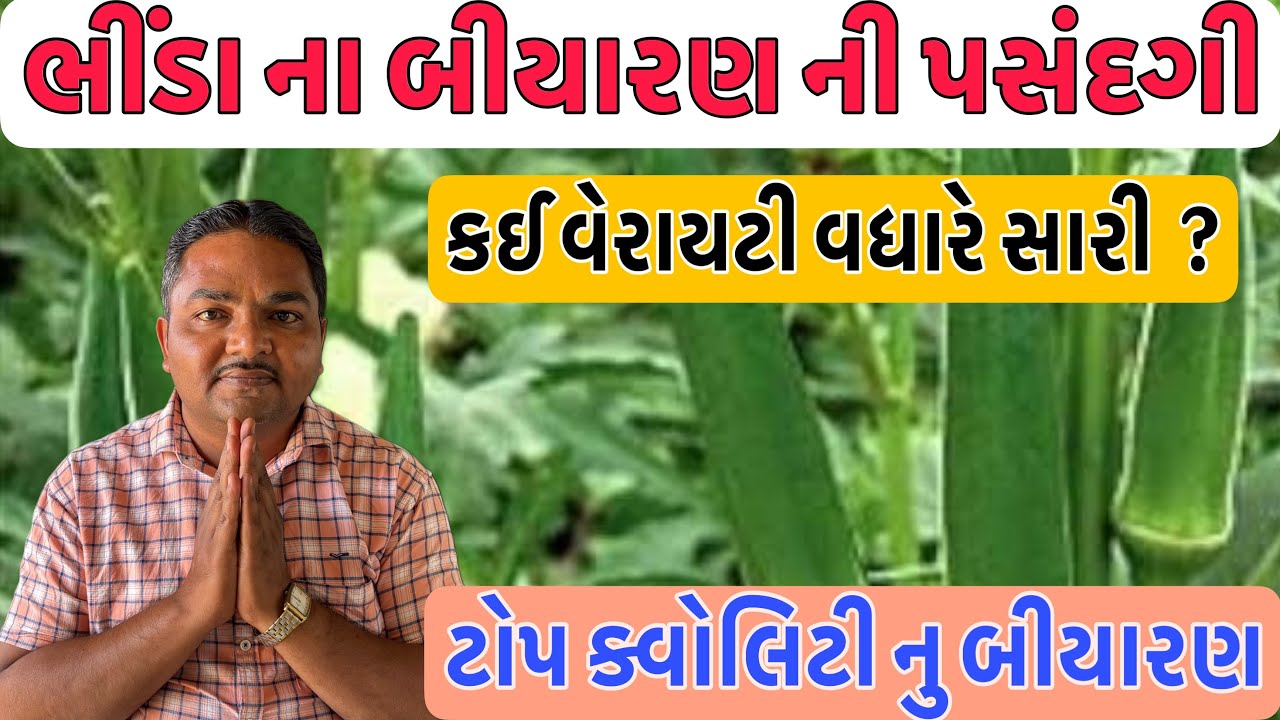 ભીંડા | બેસ્ટ બીયારણ | પસંદગી | okra| Seed | best variety | vegetable | Shree Ram Pesticides