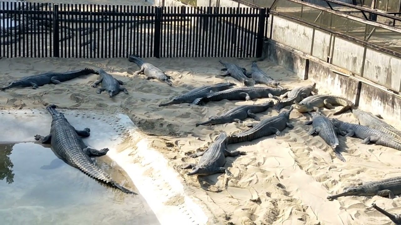 (crocodile hatching farm&कछुवा beedingcenter)Chitwan National Park#kasara प्रकृतीमा रमाउदै बादर,हरिण