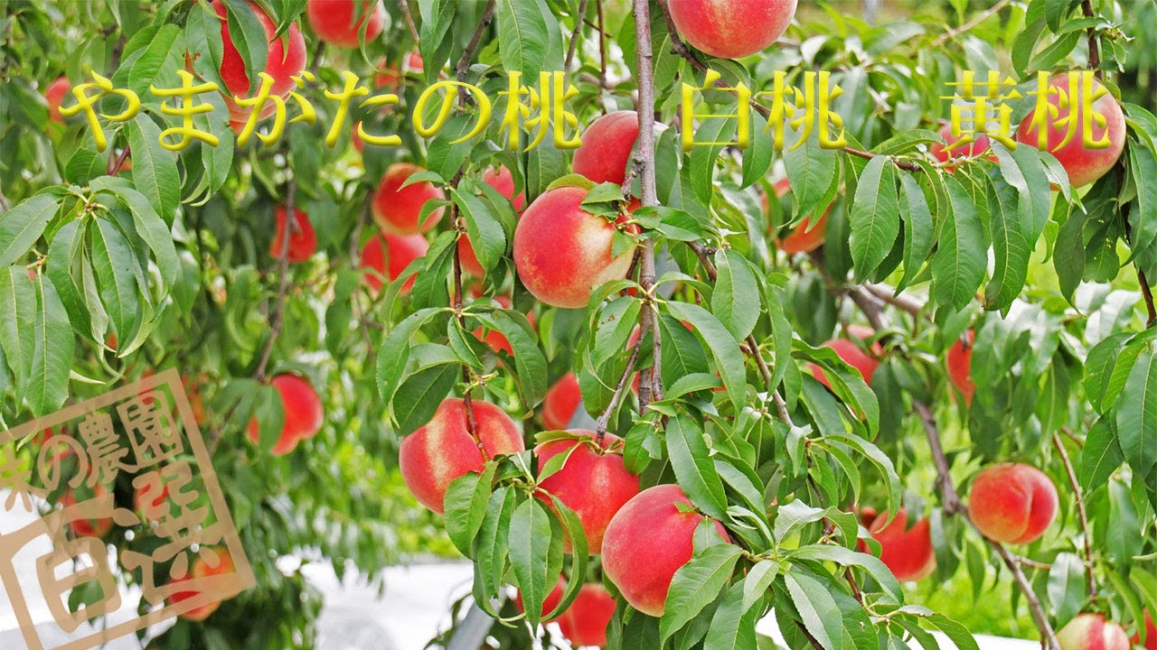 川中島白桃の収穫です