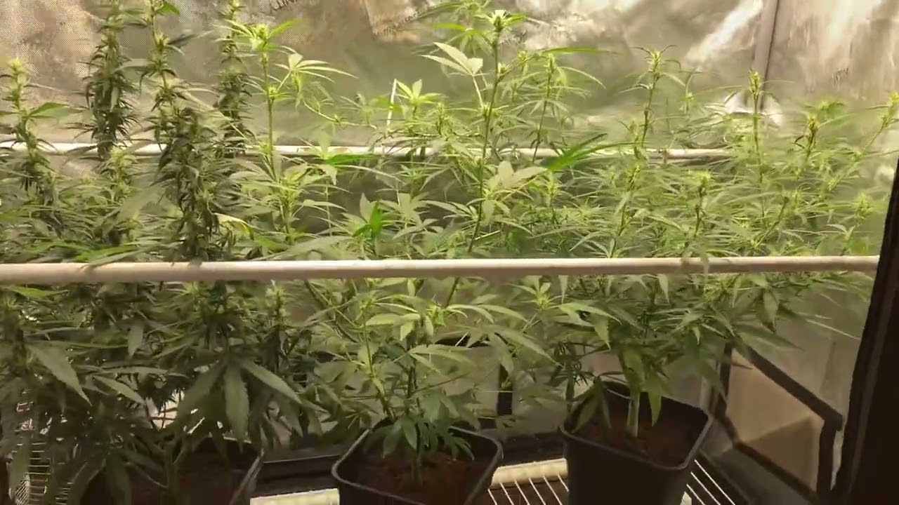 P haze etc