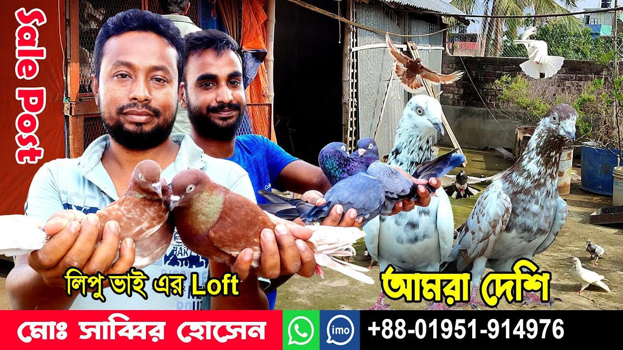 পুরাতন জাতের হাই ফ্লাইং কবুতর বিক্রয় হইবে।। traditional high flying pigeon sale।। #pigeon #কবুতর
